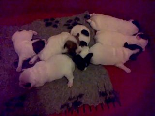 Bebes de Cybelle et Clash nes le 30.01.2013 - 10 jours