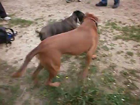 Eros et son copain Eliot boxer de 6 mois