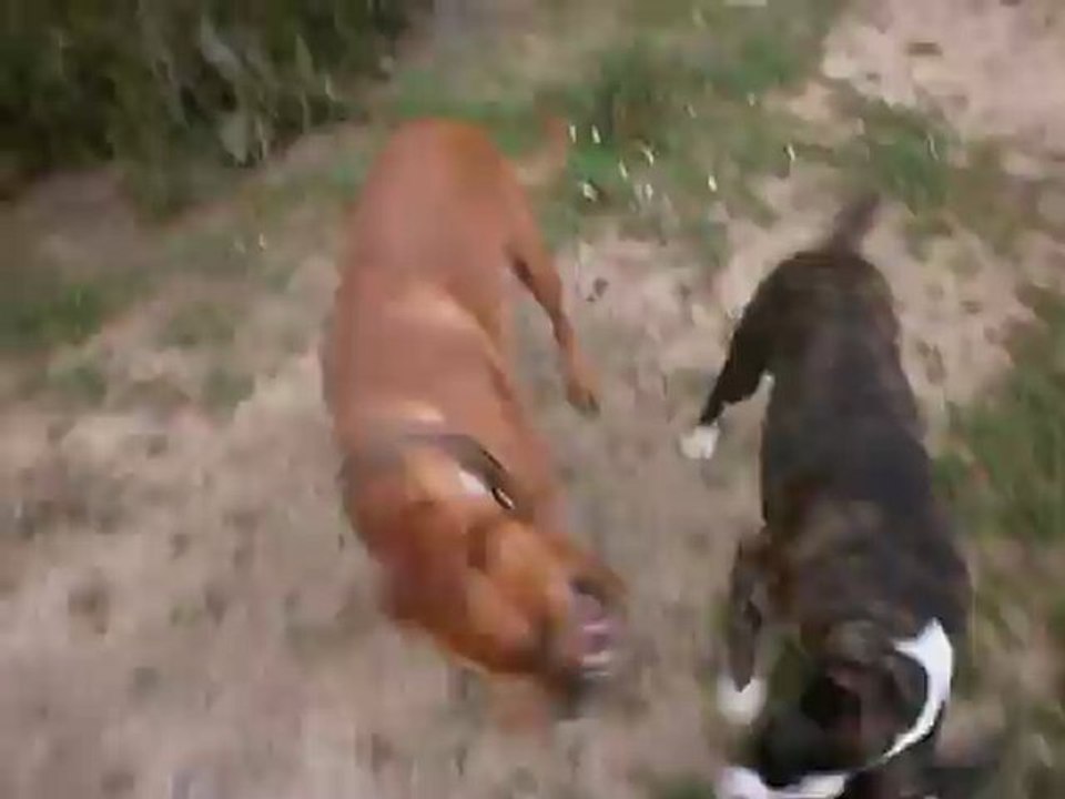 Eros et son copain Eliot boxer de 6 mois