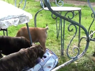 chiots continental bulldog