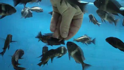 elden yem yiyen tropheus