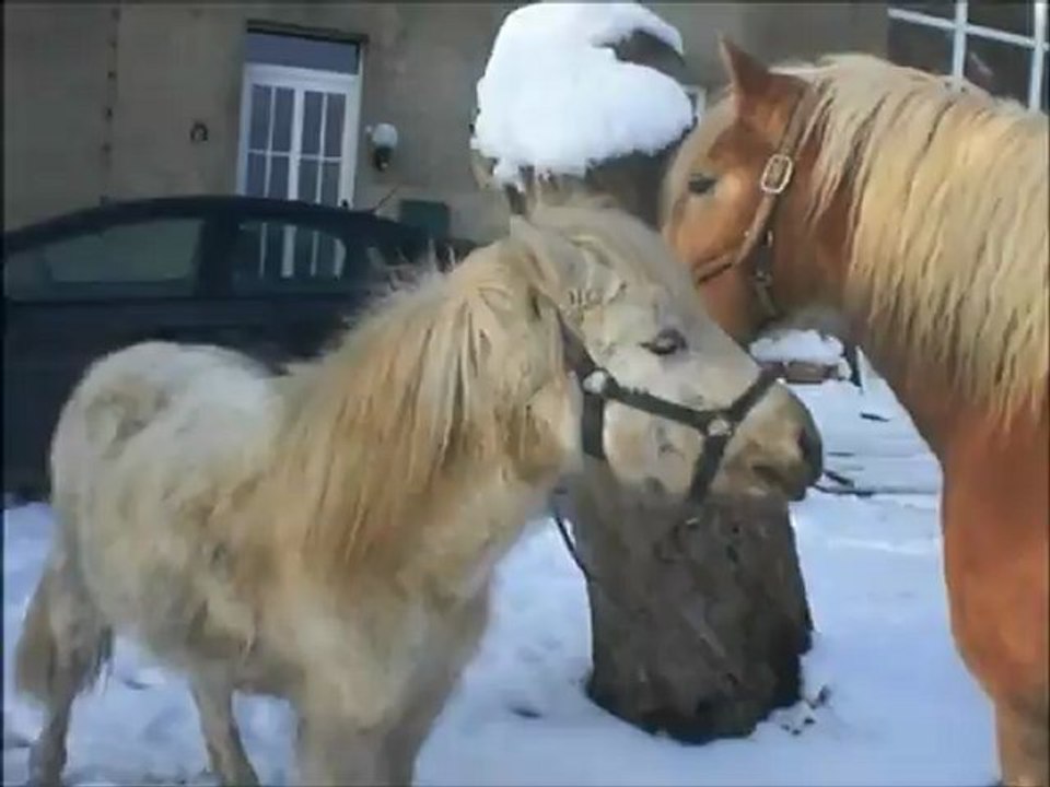 Promenade Aramis et Léon - 09.02.13