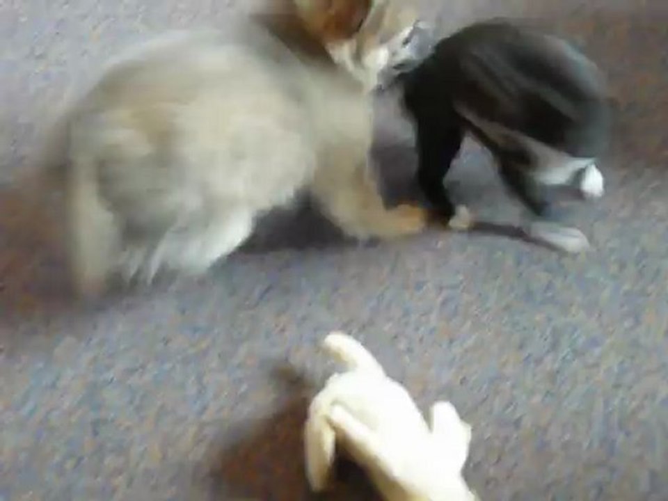 Hot Boy des Dunes de Keremma & Ryo