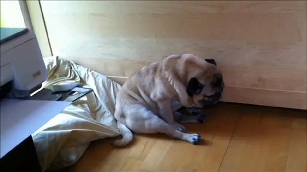 Rüya Gören Köpekler  :))