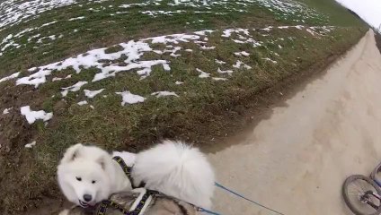 entraînement trott 10 février 2013