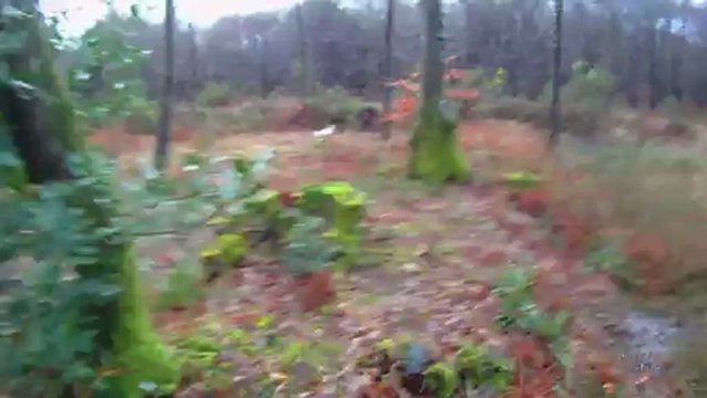 chasse à la bécasse au braque français