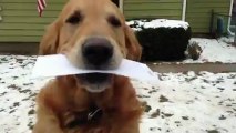 Postacı Köpek