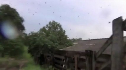 Une pluie d’araignées envahit une ville du Brésil