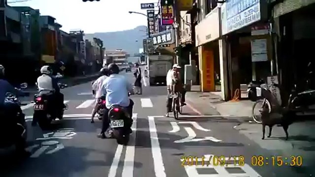 Bisikletin Arkasında Kedi Seyahat Eden Kedi