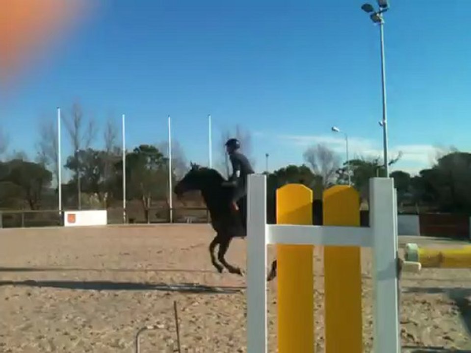 Hongre westfalien 11ans - cso - 140/145