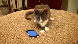 Telefonla oynayan kedi