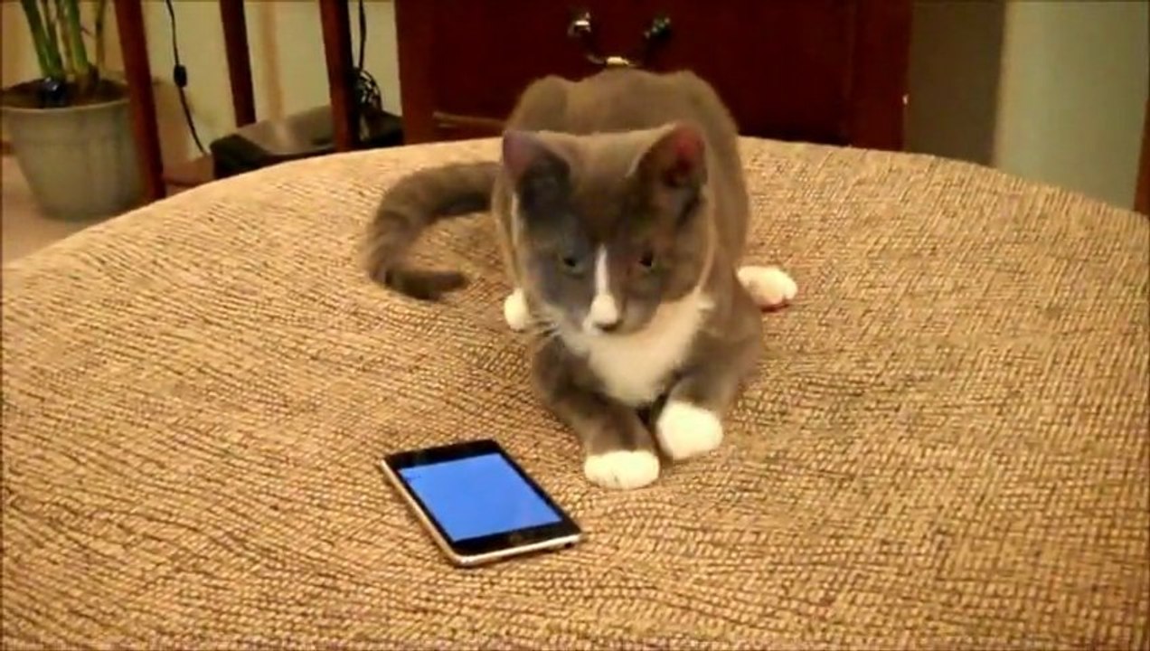 Telefonla oynayan kedi