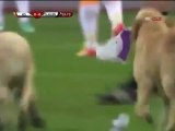 İki Sevimli Köpek Futbol Sahada Oyuncuların Arasında