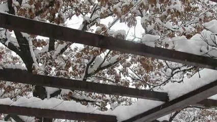 Le chant des oiseaux