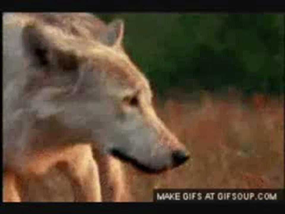 WOLF