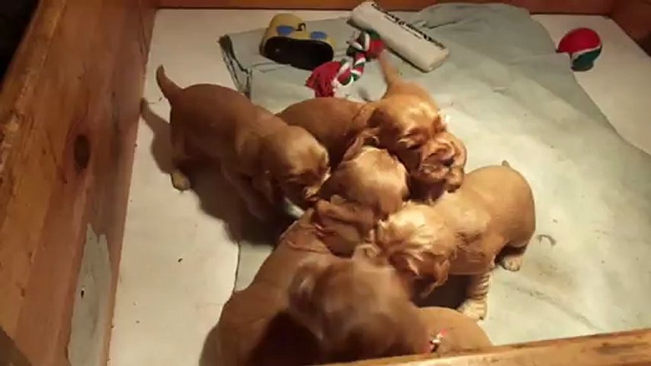 Les bébés au Coeur Du Rougier
