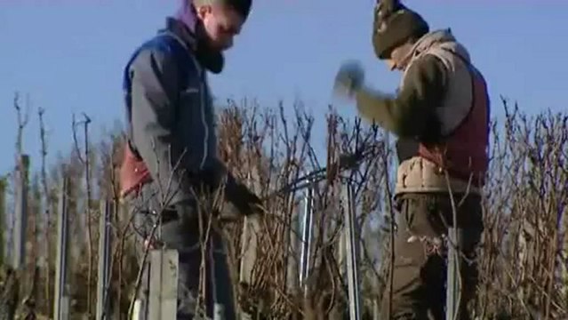La taille de la vigne dans l'Yonne à Chablis