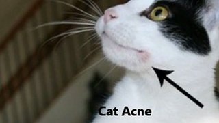OMG How To Treat Cat Acne Dirty Secret Revealed - Cat Acne Vanished In No Time