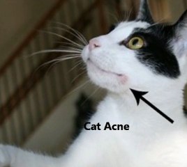 OMG How To Treat Cat Acne Dirty Secret Revealed - Cat Acne Vanished In No Time