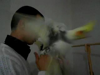 Yavru sultan papağanı