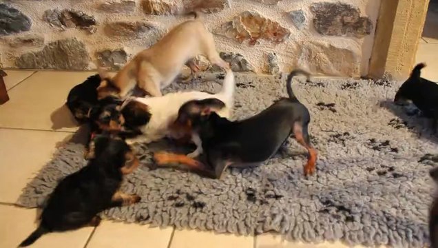 Vic et Oby, Russkiy-toys, jouent avec les chiots yorks et phalène (1 mois) !