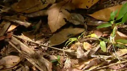 Amazonia, última llamada (01) Planeta amazónico