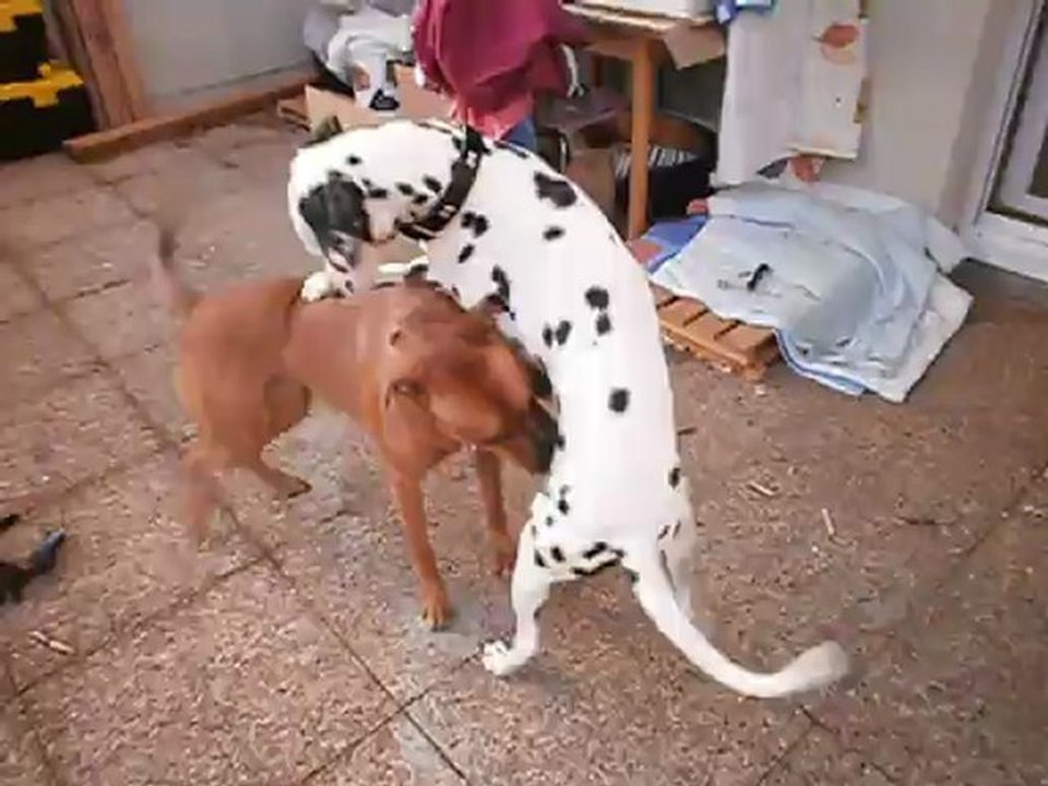 Gandhi et Eros sur la terrasse le 11/02/2013