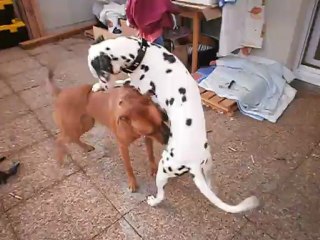 Gandhi et Eros sur la terrasse le 11/02/2013