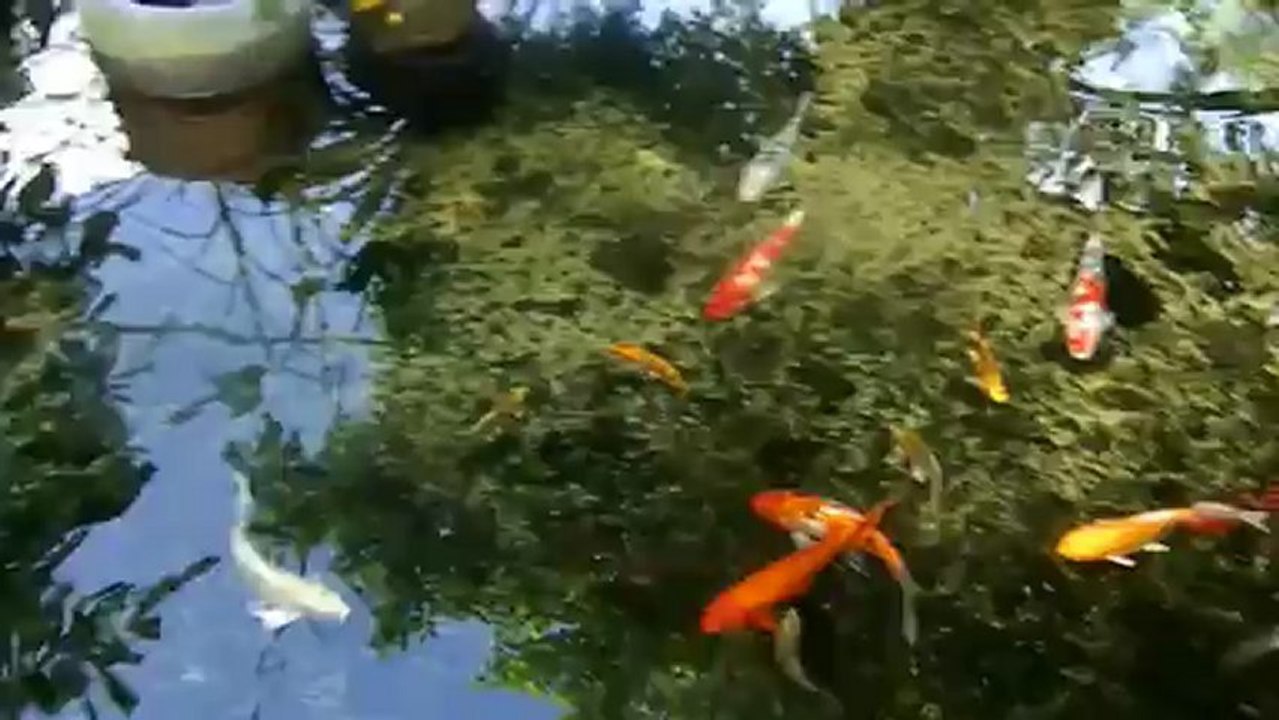 Hayat gardern Fish