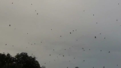 Araignées tombent du ciel