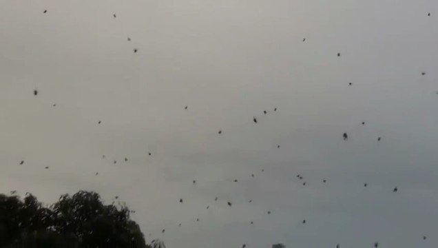 Araignées tombent du ciel