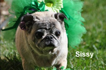 A Special Tribute to Our Senior Pets Past & Present