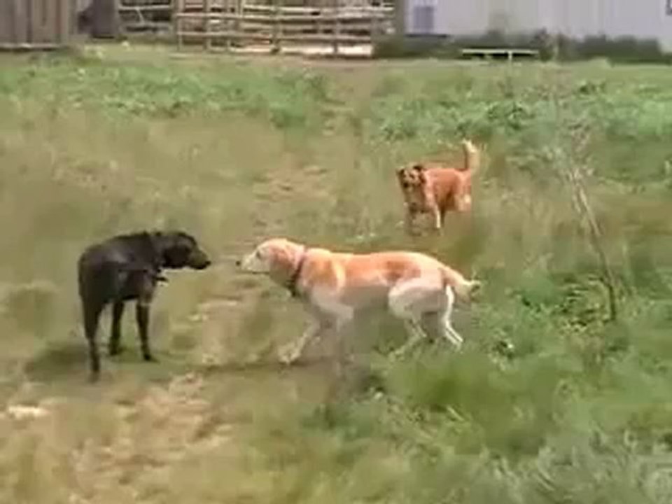 Chien Fou