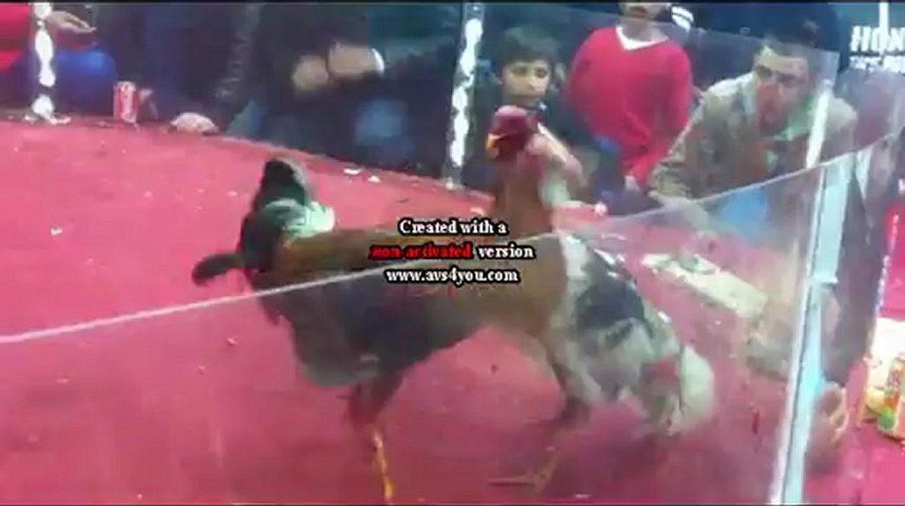 gallo de felet mp4