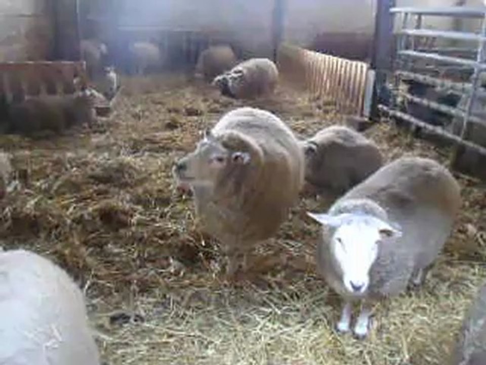 Nouveaux nés ! :) Février 2013