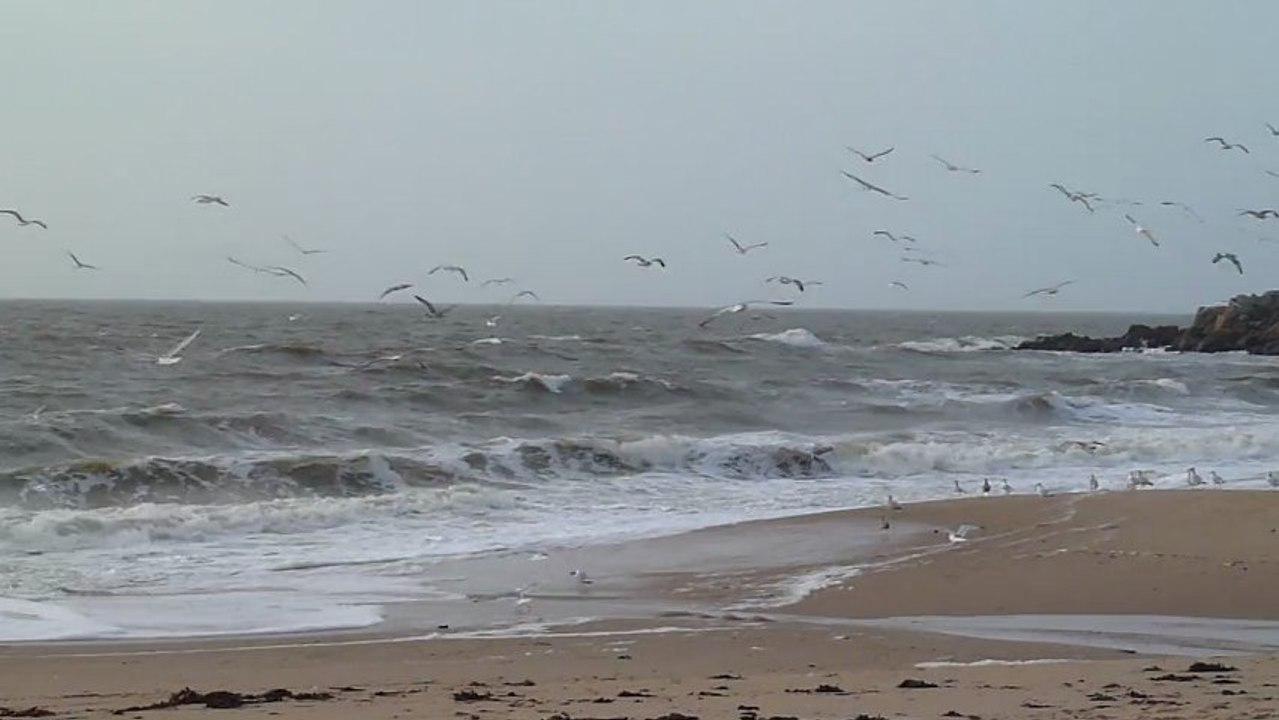 Les goélands envahissent la plage