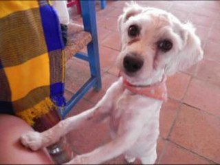 VIDA EN FAMILIA        "EL AYUNAR DE CARNE HUMANA EN ESTA CUARESMA"