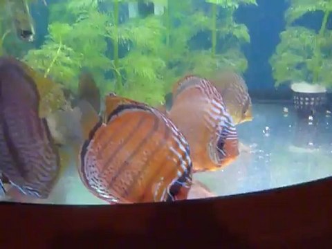 Jeunes discus rio Nanay et Heckel 2