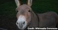 Donkey Meat Allegedly Part of E.U. Horse Meat Crisis