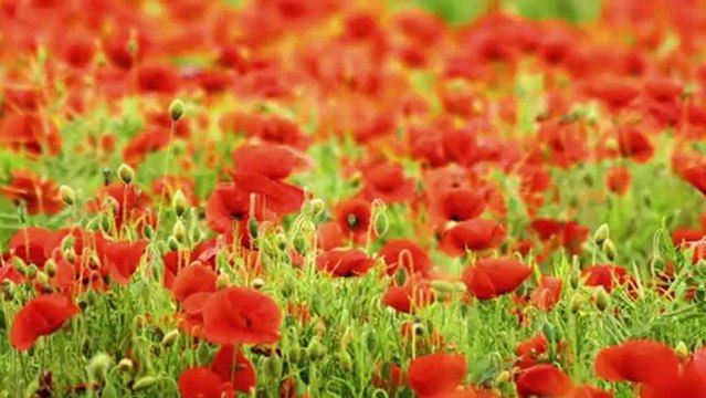 OĞUZ AKSAÇ-DÖN GEL DAYANAMAM