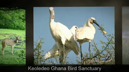 Explore the beauty of Rajasthan tourist Attractions