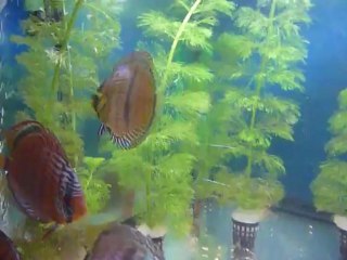 Jeunes discus  rio Nanay et Heckel 3