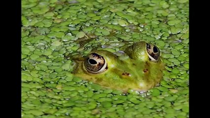 Gros Plans - YouTube