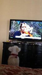 Puppy watching Kathie Lee & Hoda