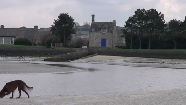 baie du kernic à marée basse