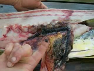 Why I will Not Be Voting For Stephen Harper the next election