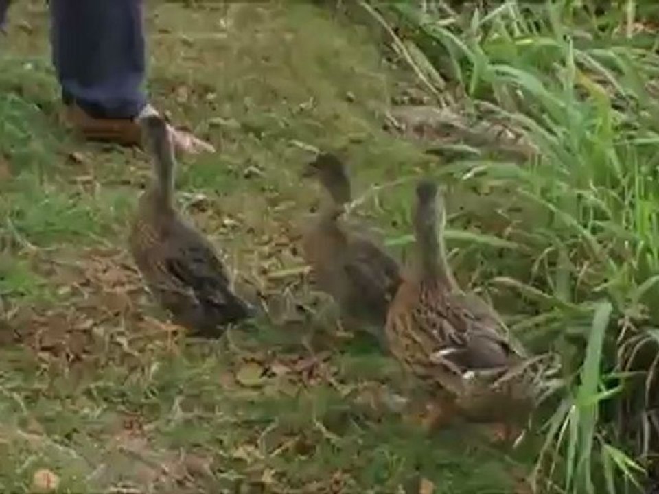Les canards en concert