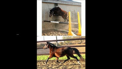 production de neicop d'argent étalon poney