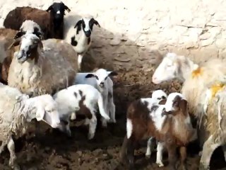 ANAMASLI MEHMET KADINHANI PUSATTA BİR YÖRÜK EVİNDE KOYUN KUZULARI ÇEKİYOR