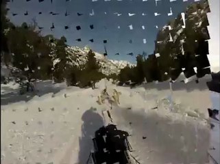 chiens de teaineaux à Névache